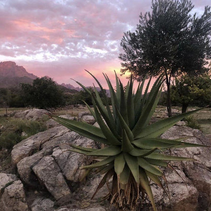 Bovlei Guest Farm Clanwilliam Western Cape South Africa Cactus, Plant, Nature