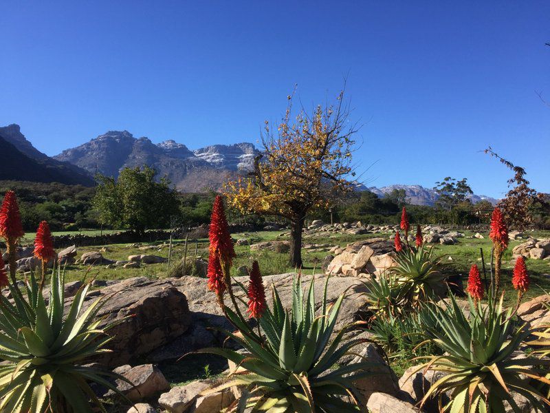 Bovlei Guest Farm Clanwilliam Western Cape South Africa Complementary Colors, Plant, Nature