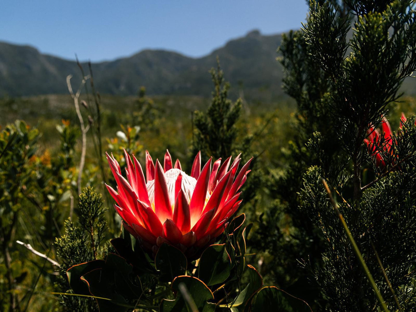 Brackenhills Heidelberg Wc Western Cape South Africa Plant, Nature