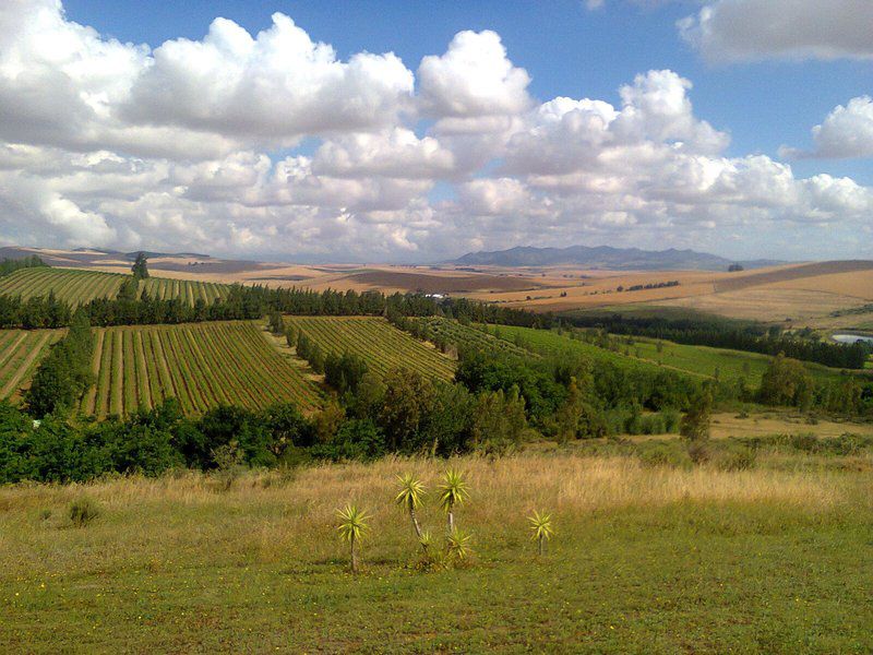 Brambleberry Farm Riebeek West Western Cape South Africa Field, Nature, Agriculture, Lowland