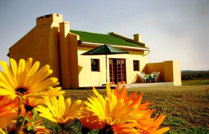 Brandkop Guest Farm Nieuwoudtville Northern Cape South Africa Plant, Nature