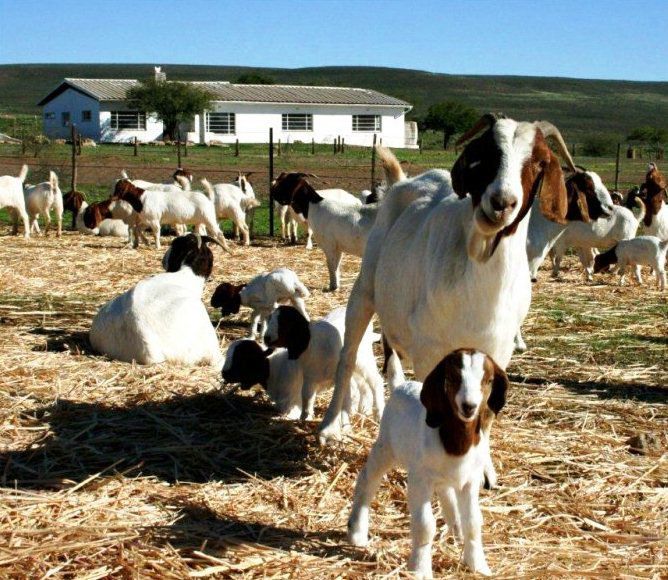 Brandkop Guest Farm Nieuwoudtville Northern Cape South Africa Cow, Mammal, Animal, Agriculture, Farm Animal, Herbivore, Goat