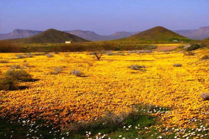 Brandkop Guest Farm Nieuwoudtville Northern Cape South Africa Complementary Colors, Colorful, Plant, Nature, Desert, Sand