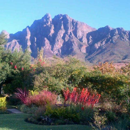 Brandwag Tulbagh Western Cape South Africa Complementary Colors, Plant, Nature, Garden