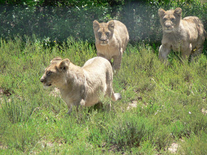 Breakaway Trails Rouxville Free State South Africa Lion, Mammal, Animal, Big Cat, Predator