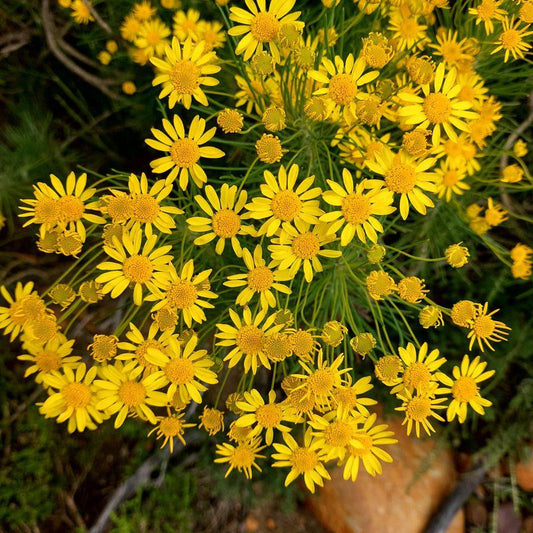 Breede Bush Camp Buffeljagsrivier Western Cape South Africa Colorful, Flower, Plant, Nature