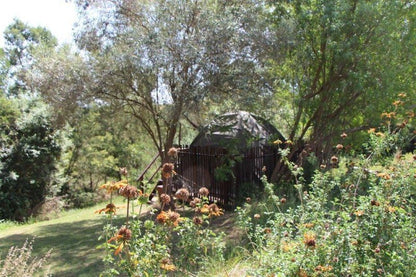 Breede Bush Camp Buffeljagsrivier Western Cape South Africa Plant, Nature, Garden