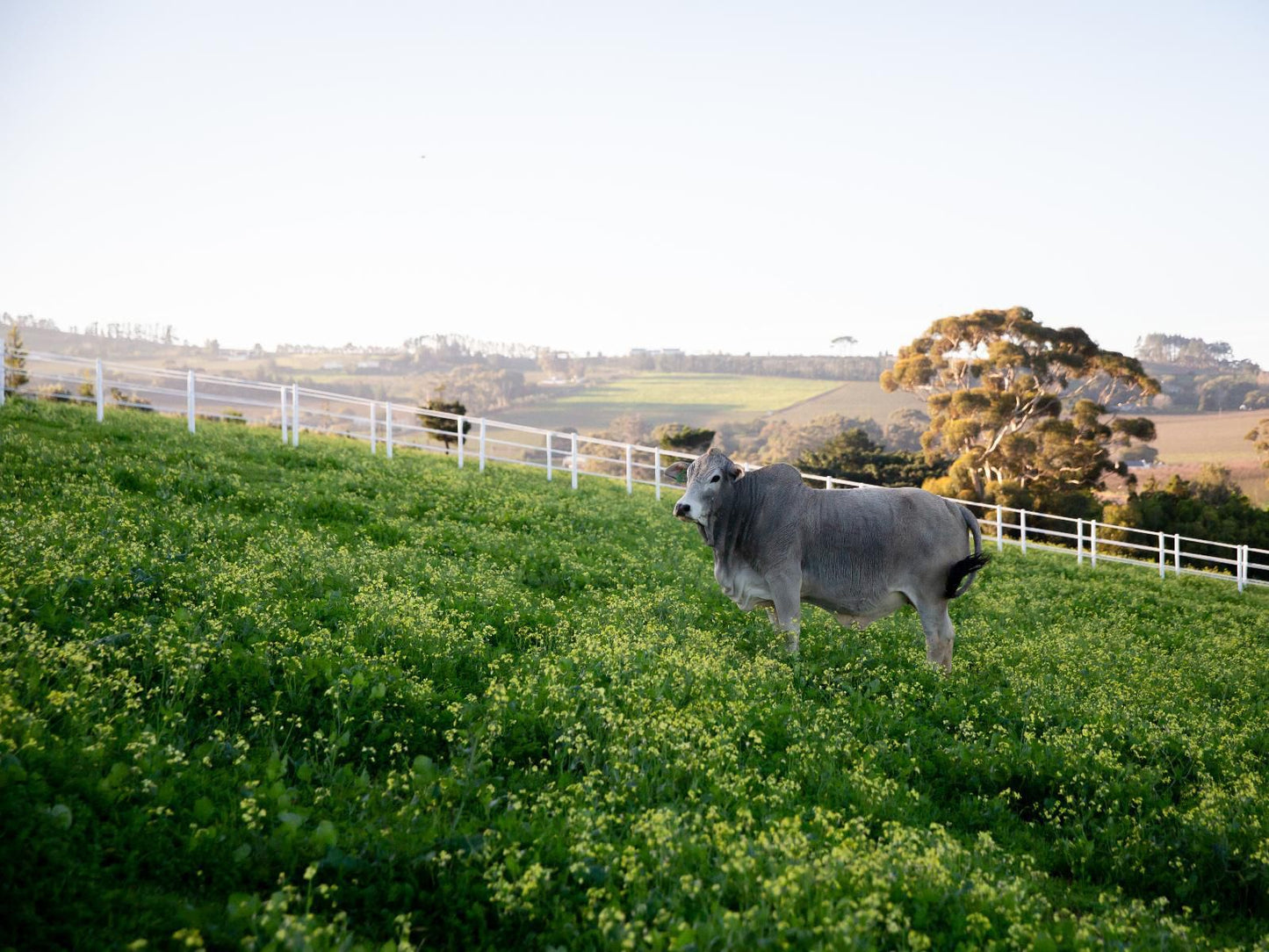 Brenaissance Wine And Stud Estate Devonvallei Stellenbosch Western Cape South Africa Cow, Mammal, Animal, Agriculture, Farm Animal, Herbivore, Field, Nature