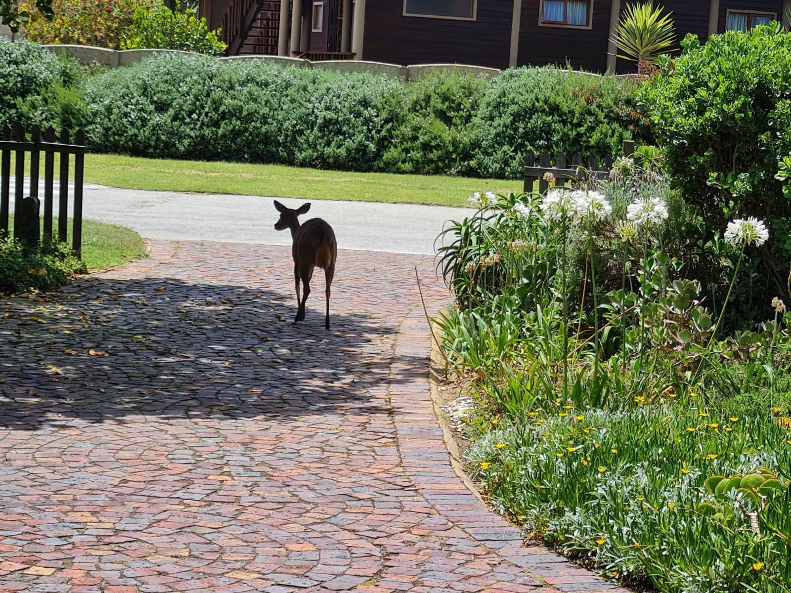 Brenton Bushbuck Lodge Brenton On Sea Knysna Western Cape South Africa Deer, Mammal, Animal, Herbivore, Kangaroo