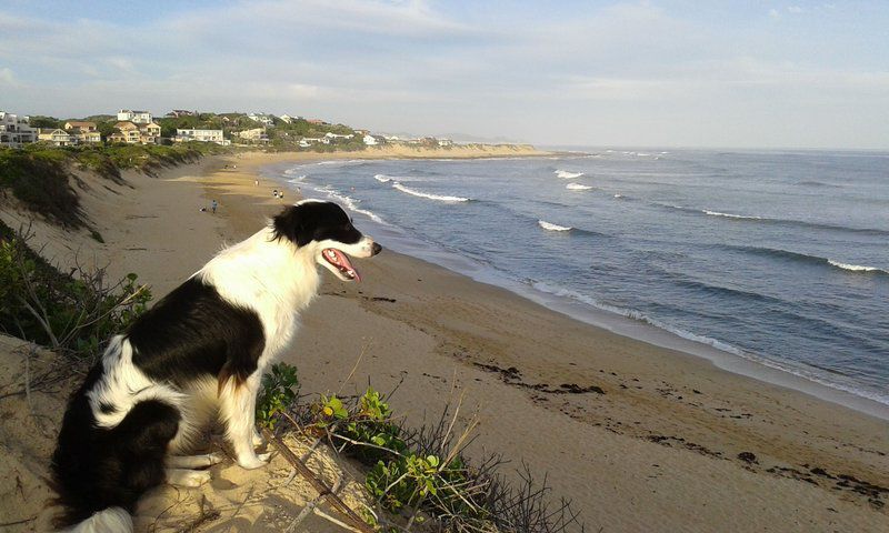 Bretton Beach Crest Holiday Cottages Port Alfred Eastern Cape South Africa Dog, Mammal, Animal, Pet, Beach, Nature, Sand, Cliff, Ocean, Waters