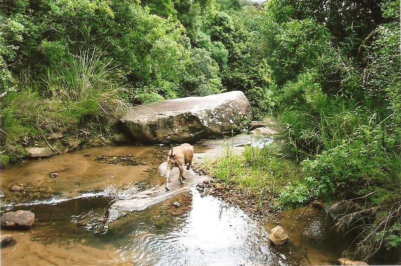 Brides Veil Chalet Drakensberg Region Kwazulu Natal South Africa Dog, Mammal, Animal, Pet, Forest, Nature, Plant, Tree, Wood, River, Waters, Waterfall