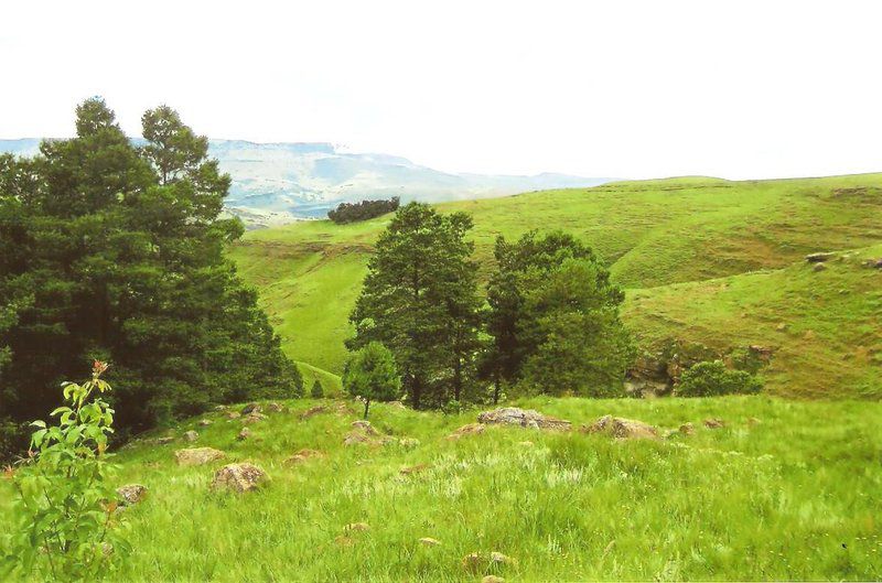 Brides Veil Chalet Drakensberg Region Kwazulu Natal South Africa Mountain, Nature, Tree, Plant, Wood, Highland