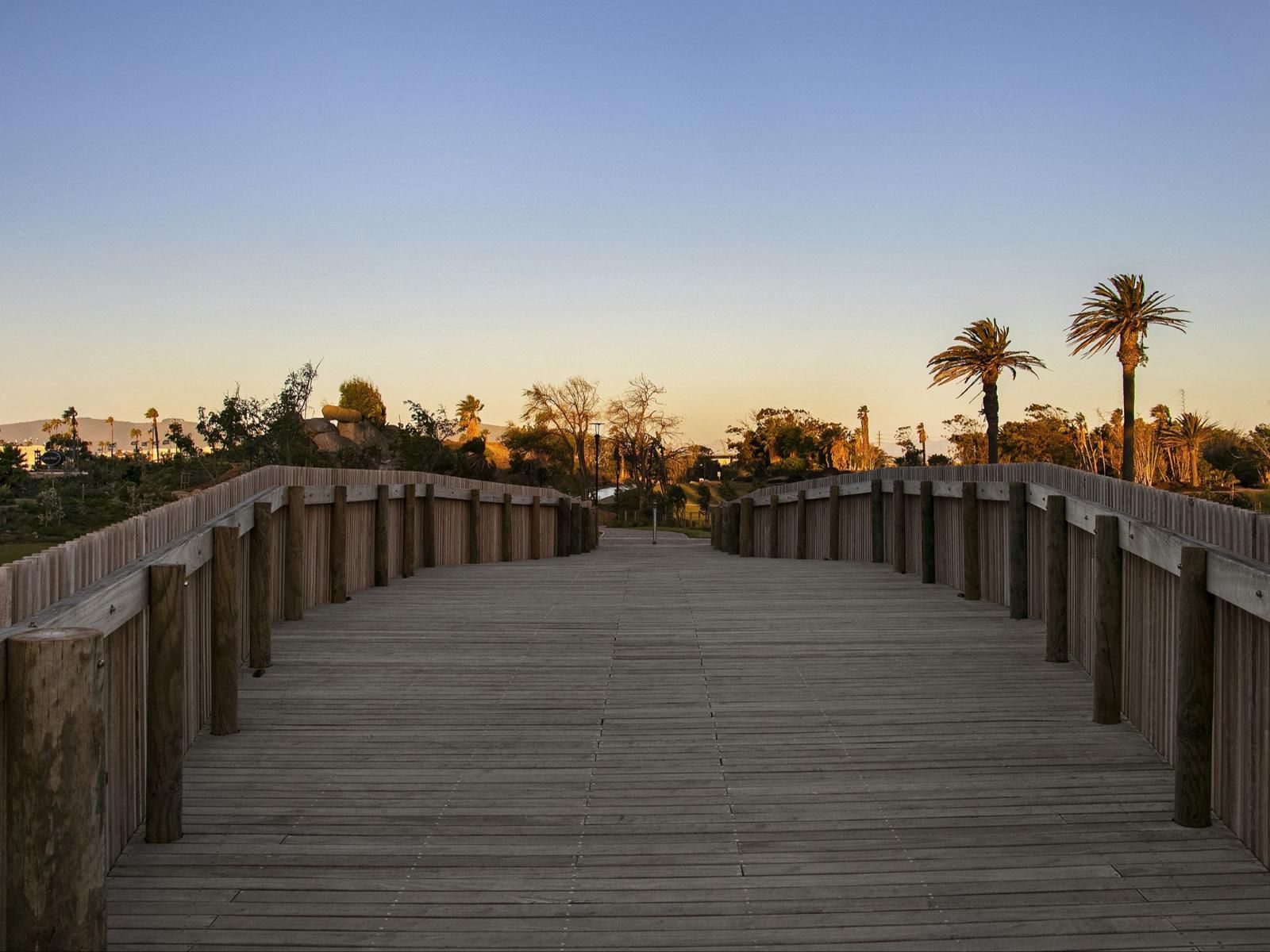 Bridgewater One 605 By Hostagents Century City Cape Town Western Cape South Africa Palm Tree, Plant, Nature, Wood, Leading Lines