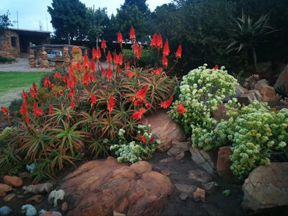 Bronberg Bastion, Plant, Nature, Garden