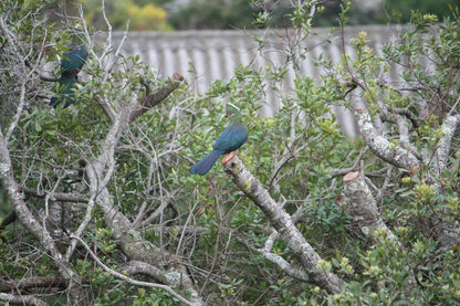 Browntoes Bruintoon Vacation Home Brenton On Sea Knysna Western Cape South Africa Kingfisher, Bird, Animal