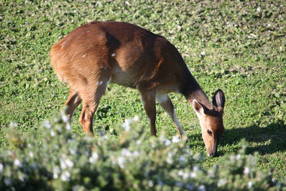 Browntoes Bruintoon Vacation Home Brenton On Sea Knysna Western Cape South Africa Kangaroo, Mammal, Animal, Herbivore