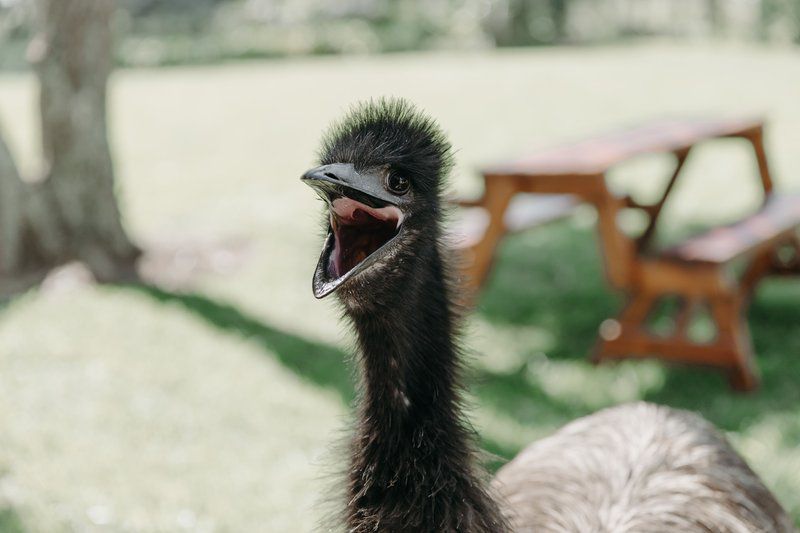 B S Guest House And Bar Harding Kwazulu Natal South Africa Ostrich, Bird, Animal