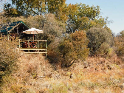 B Sorah Luxury Tented Camp Skeerpoort Hartbeespoort North West Province South Africa Tree, Plant, Nature, Wood, Autumn
