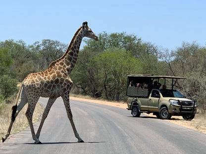 Bubezi Guesthouse Hazyview Mpumalanga South Africa Giraffe, Mammal, Animal, Herbivore
