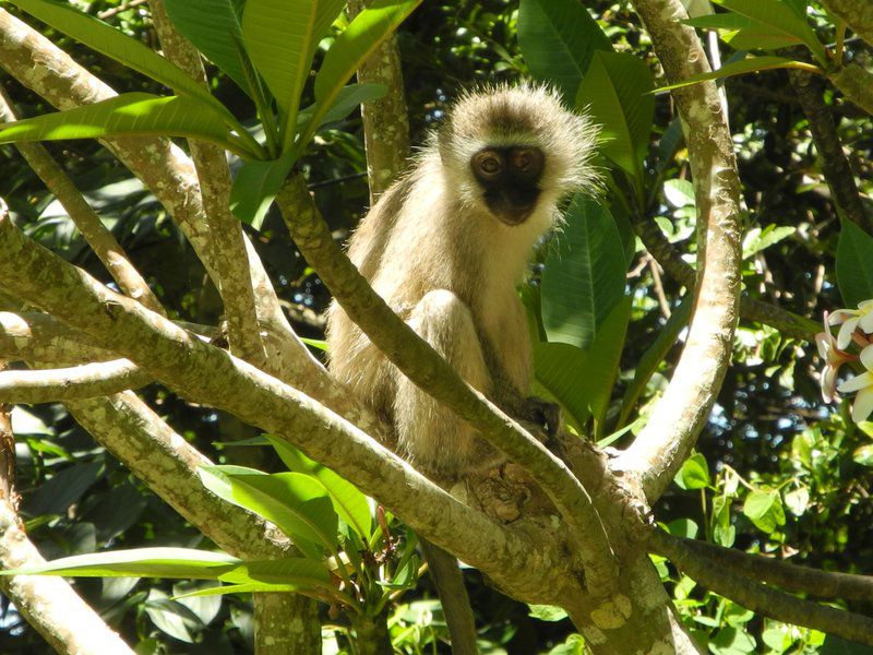 Buccaneer Bay Southbroom Kwazulu Natal South Africa Colorful, Primate, Mammal, Animal