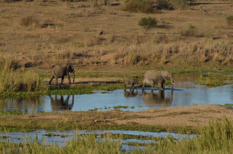 Buckler S Africa Lodge By Bon Hotels Komatipoort Mpumalanga South Africa Elephant, Mammal, Animal, Herbivore