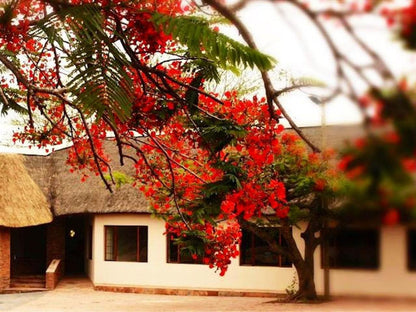 Buffalo Hotel Malelane Mpumalanga South Africa Colorful, House, Building, Architecture, Plant, Nature