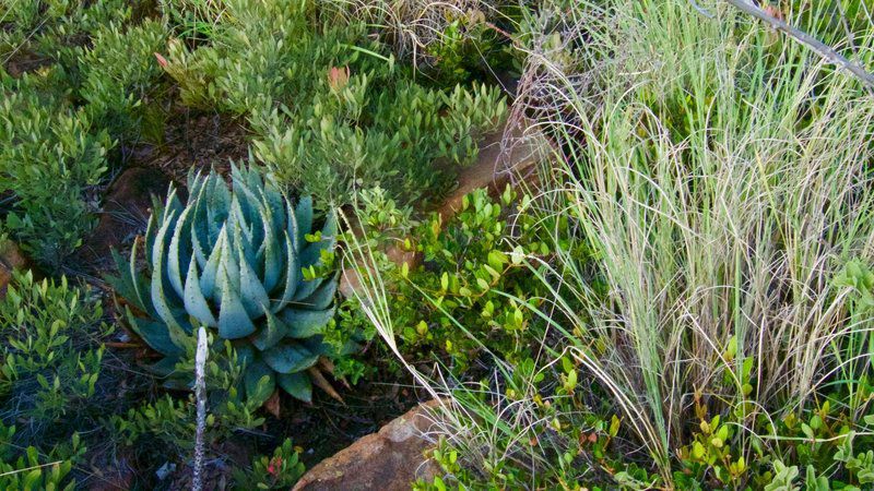 Buffalo Thorn Magaliesburg Gauteng South Africa Cactus, Plant, Nature, Garden