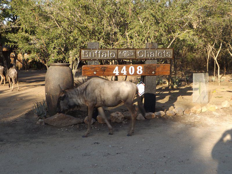 Buffalo Chalets Marloth Park Marloth Park Mpumalanga South Africa Sign, Water Buffalo, Mammal, Animal, Herbivore