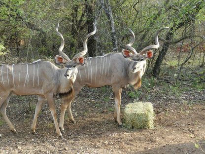 Buffalo King Marloth Park Mpumalanga South Africa Deer, Mammal, Animal, Herbivore