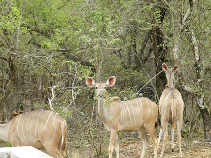Buffalo King Marloth Park Mpumalanga South Africa Sepia Tones, Animal