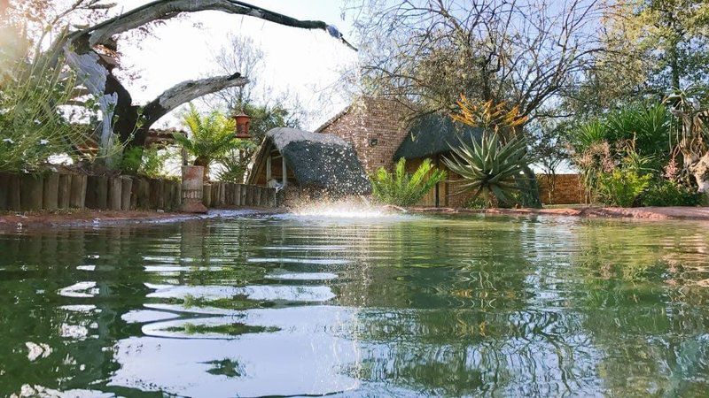 Buffalo Ranch Game Lodge Groblersdal Mpumalanga South Africa Palm Tree, Plant, Nature, Wood, Garden, Swimming Pool