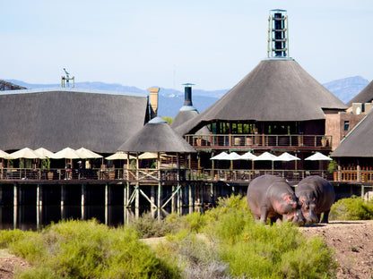 Buffelsdrift Game Lodge Oudtshoorn Western Cape South Africa Animal