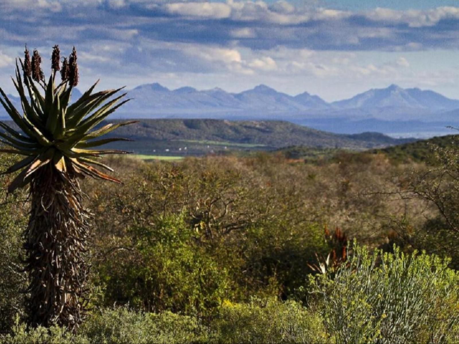 Buffelsdrift Game Lodge Oudtshoorn Western Cape South Africa Cactus, Plant, Nature
