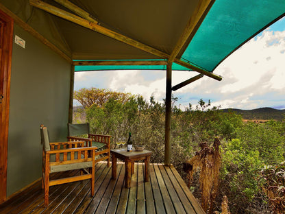 Buffelsdrift Game Lodge Oudtshoorn Western Cape South Africa Colorful