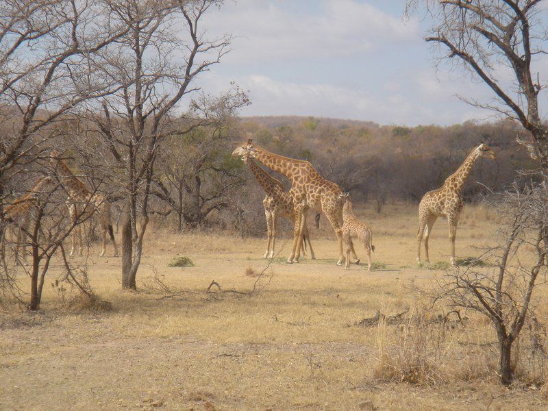 Buffelsdrift Rust De Winter Rust De Winter Nature Reserve Limpopo Province South Africa Giraffe, Mammal, Animal, Herbivore