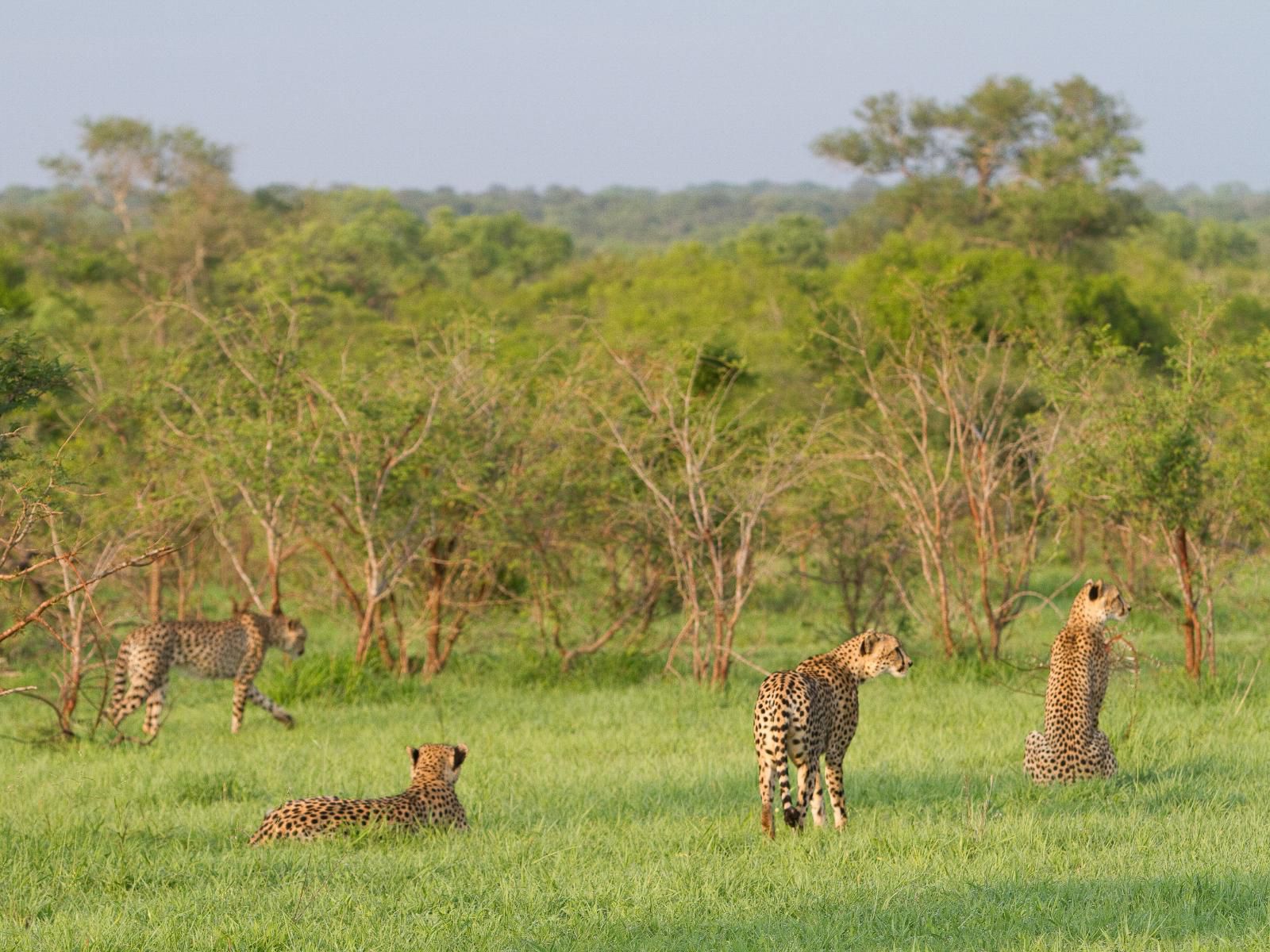 Buffelshoek Tented Camp Manyeleti Reserve Mpumalanga South Africa Cheetah, Mammal, Animal, Big Cat, Predator