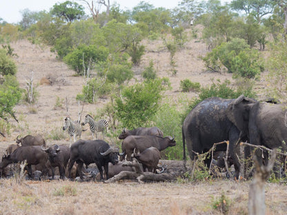 Buffelshoek Tented Camp Manyeleti Reserve Mpumalanga South Africa Animal