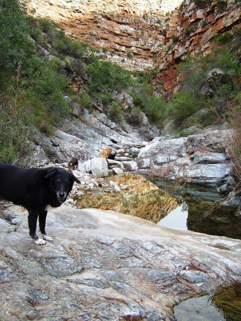 Buffelshoek Farm Cottage Van Wyksdorp Western Cape South Africa Bear, Mammal, Animal, Predator