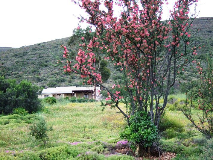 Buffelshoek Farm Cottage Van Wyksdorp Western Cape South Africa Blossom, Plant, Nature