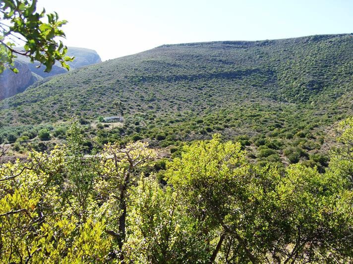 Buffelshoek Farm Cottage Van Wyksdorp Western Cape South Africa Tree, Plant, Nature, Wood