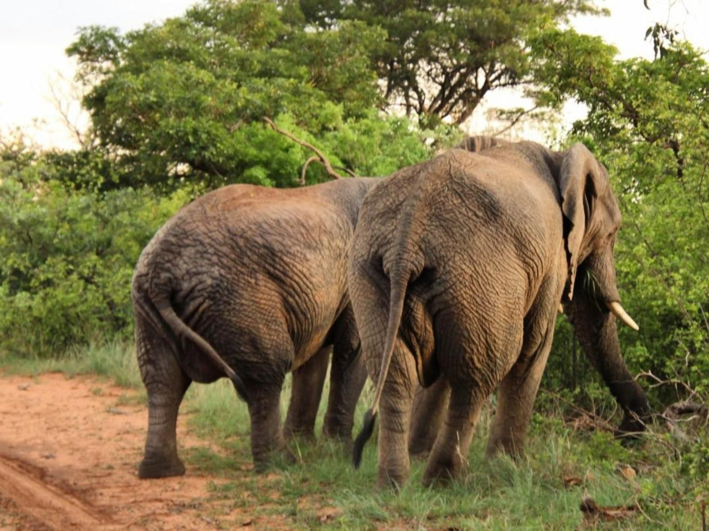 Buffelshuis Safari Camp, Elephant, Mammal, Animal, Herbivore