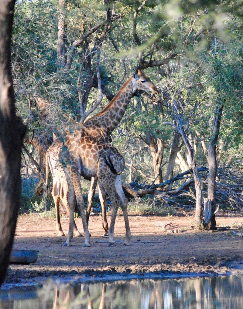 Buffelsvlei Game Lodge Thabazimbi Limpopo Province South Africa Giraffe, Mammal, Animal, Herbivore