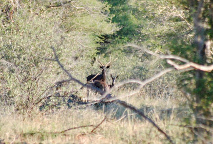 Buffelsvlei Game Lodge Thabazimbi Limpopo Province South Africa Kingfisher, Bird, Animal, Moose, Mammal, Herbivore