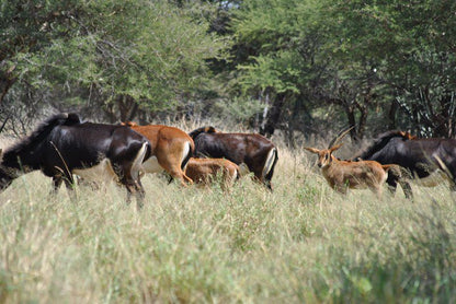 Buffelsvlei Game Lodge Thabazimbi Limpopo Province South Africa Animal