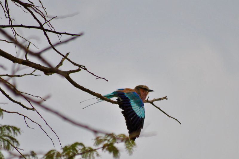 Buffelsvlei Game Lodge Thabazimbi Limpopo Province South Africa Unsaturated, Kingfisher, Bird, Animal