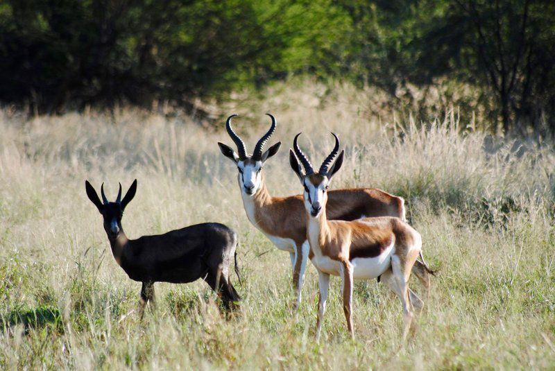 Buffelsvlei Game Lodge Thabazimbi Limpopo Province South Africa Deer, Mammal, Animal, Herbivore
