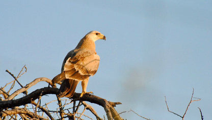 Buffelsvlei Game Lodge Thabazimbi Limpopo Province South Africa Hawk, Bird, Animal, Predator