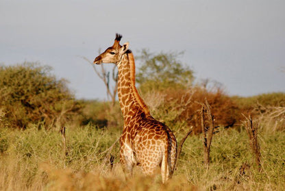 Buffelsvlei Game Lodge Thabazimbi Limpopo Province South Africa Giraffe, Mammal, Animal, Herbivore