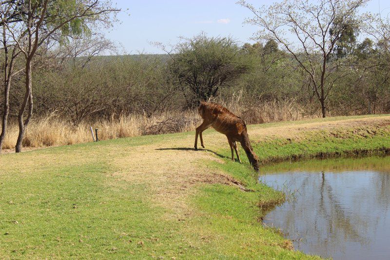 Buffelsvlei Lodge Mookgopong Naboomspruit Limpopo Province South Africa Animal