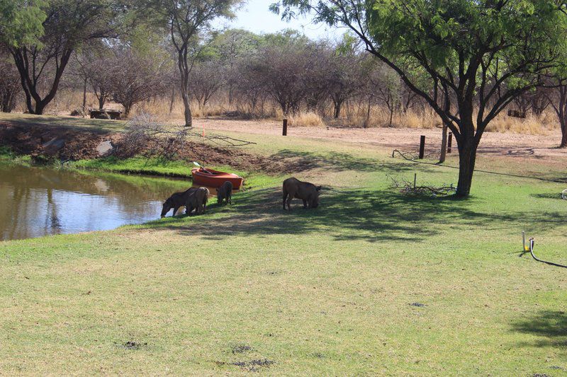 Buffelsvlei Lodge Mookgopong Naboomspruit Limpopo Province South Africa Animal